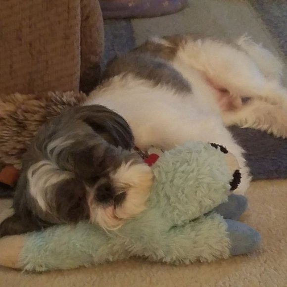 Meet your Posher, Michelle - Picture 4 of 5